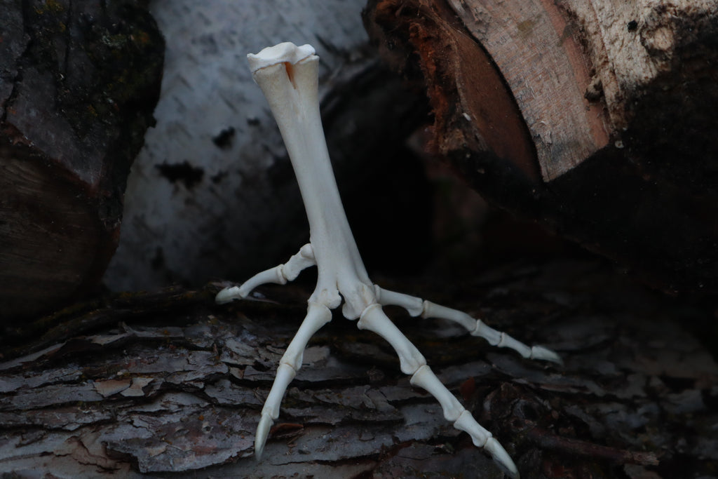Chicken Foot Articulation