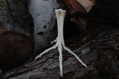 Chicken Foot Articulation