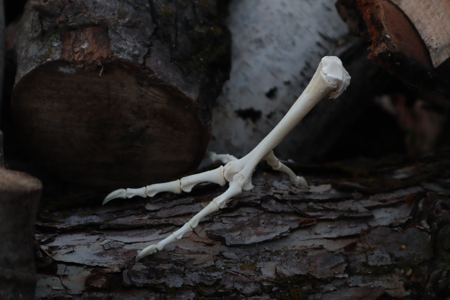 Chicken Foot Articulation