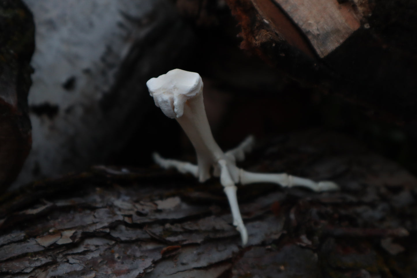 Chicken Foot Articulation