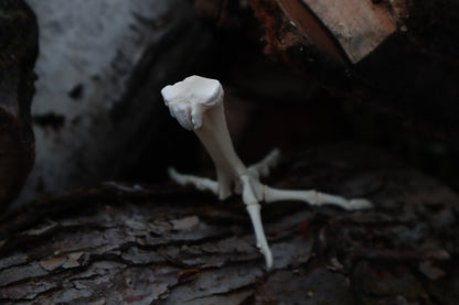 Chicken Foot Articulation