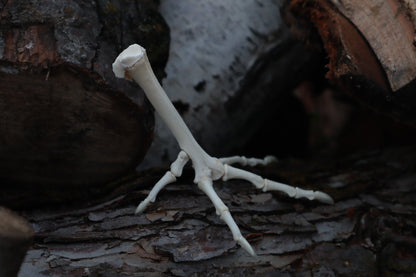 Chicken Foot Articulation