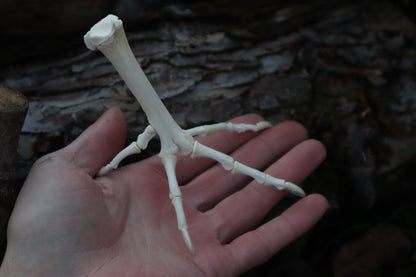 Chicken Foot Articulation