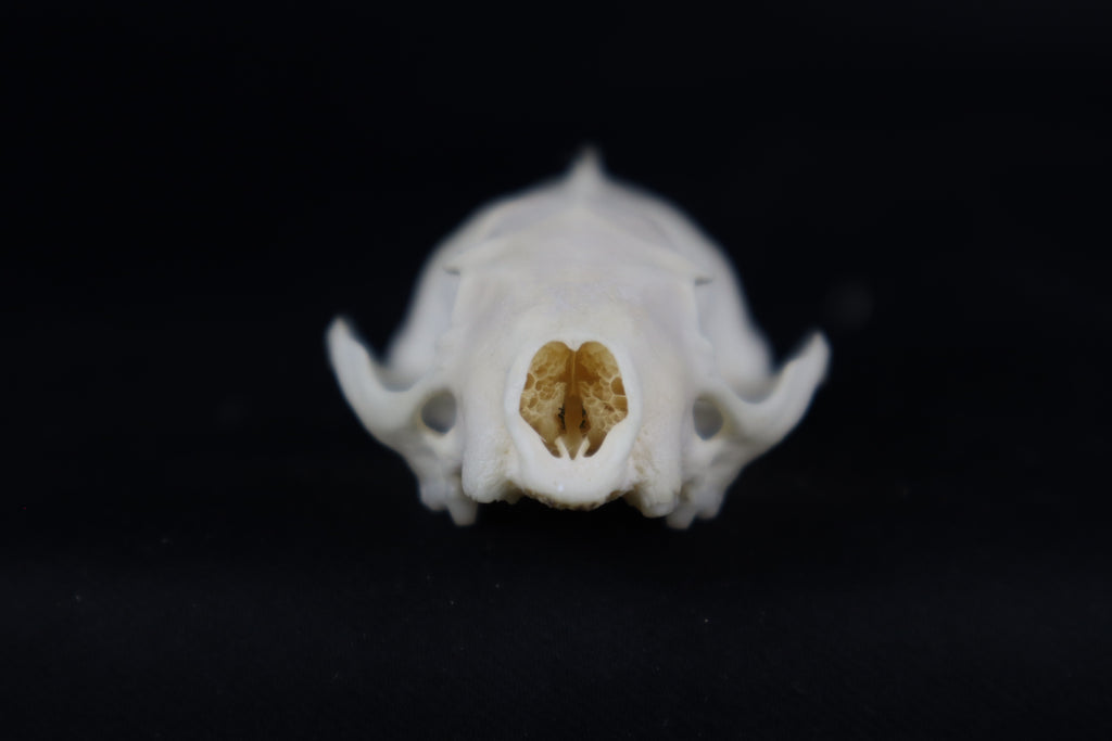 Craft Pathological Mink Skull