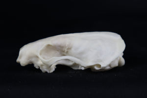 Craft Pathological Mink Skull