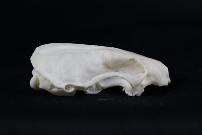 Craft Pathological Mink Skull