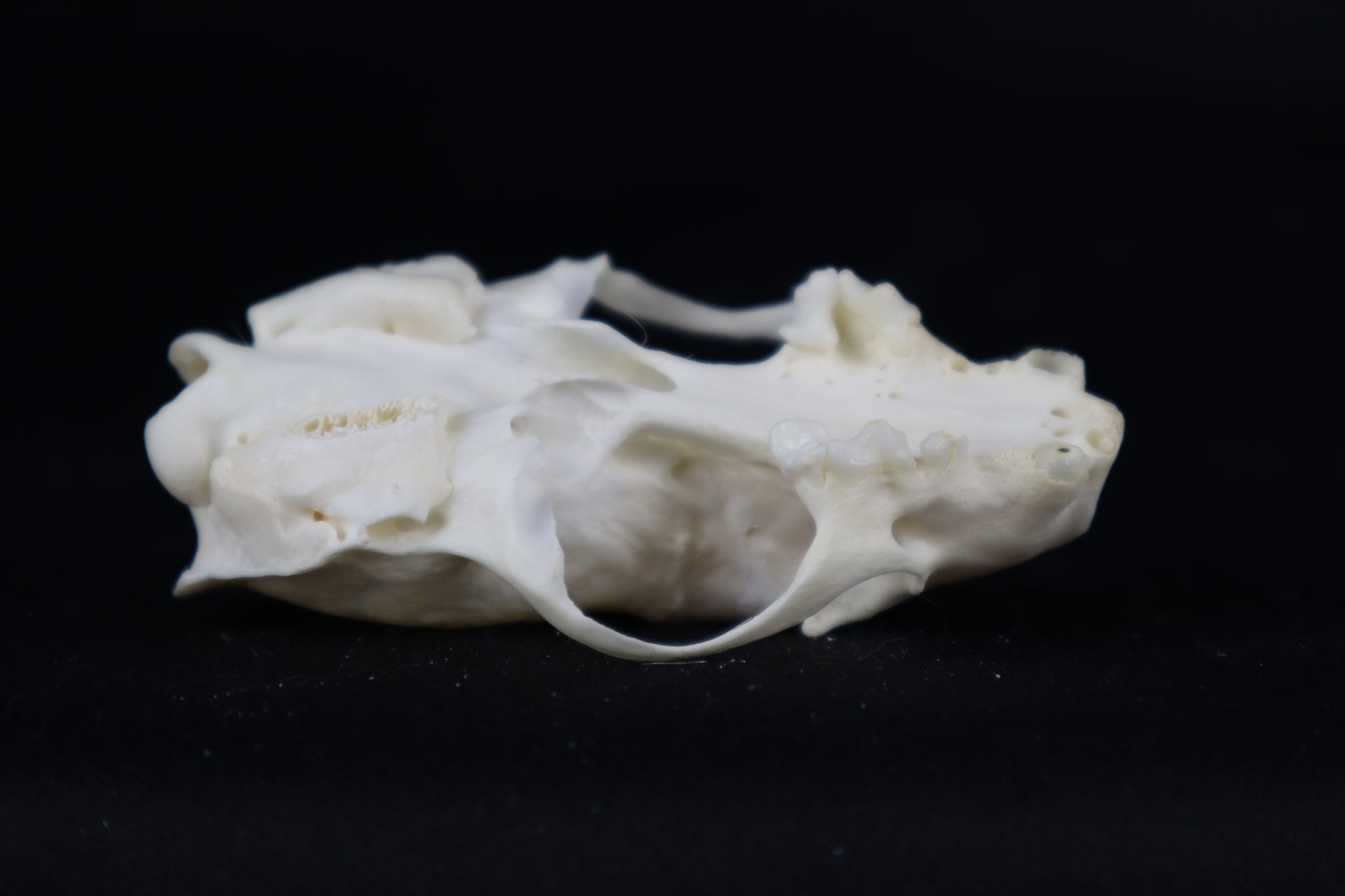 Craft Pathological Mink Skull