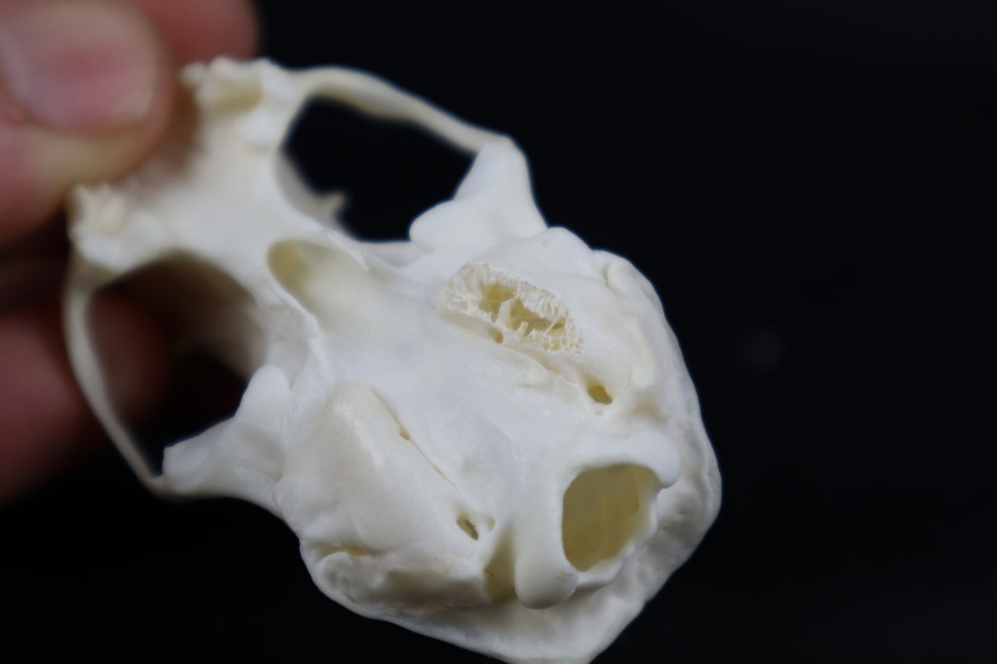 Craft Pathological Mink Skull