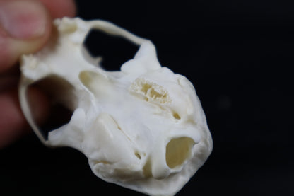 Craft Pathological Mink Skull