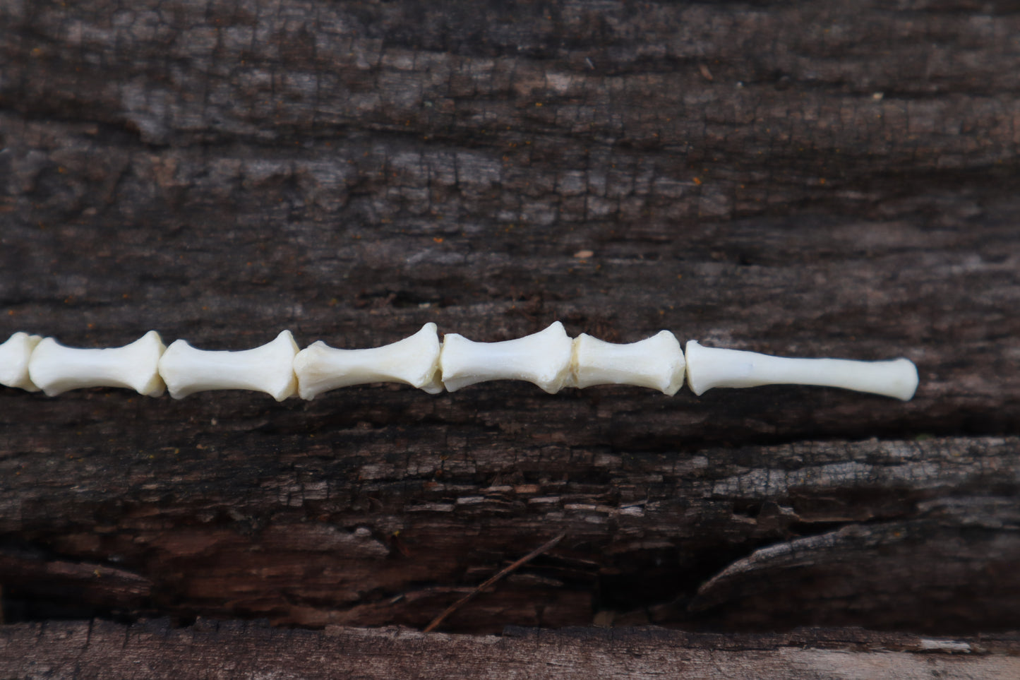 Domestic Cat Sternum Articulation