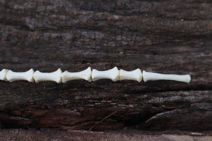 Domestic Cat Sternum Articulation