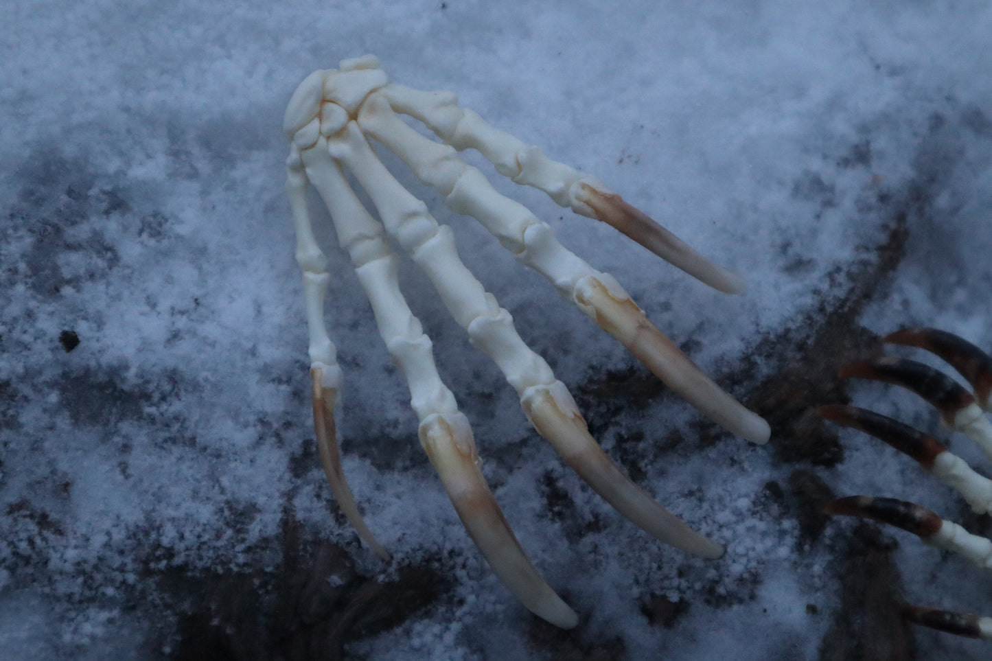 Badger Paw Articulation