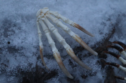 Badger Paw Articulation
