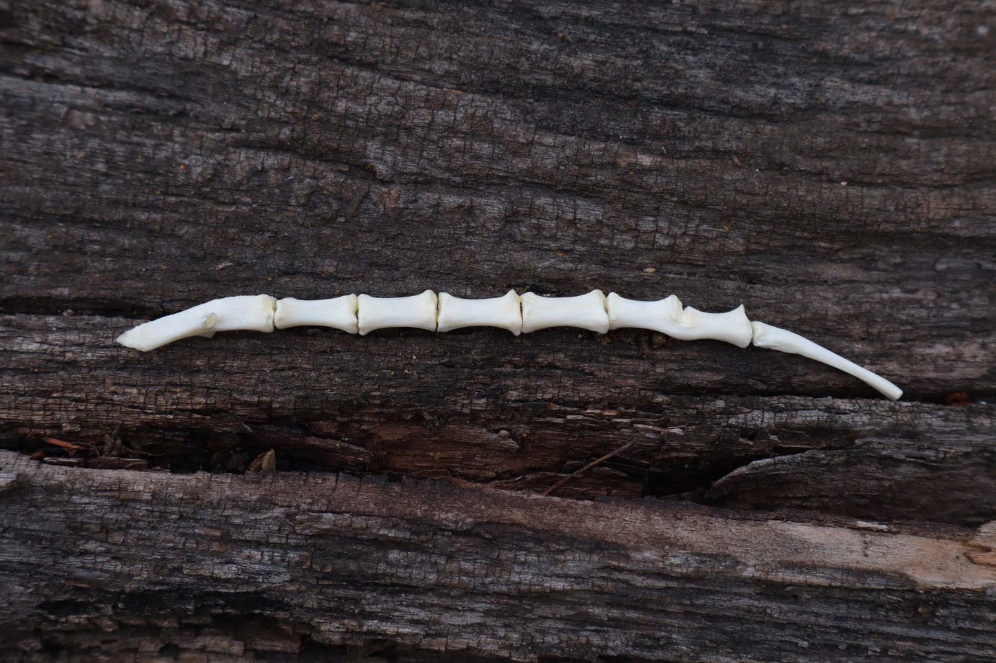 Domestic Cat Sternum Articulation