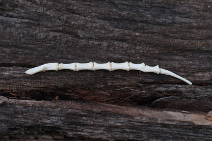 Domestic Cat Sternum Articulation