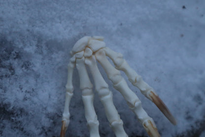 Badger Paw Articulation