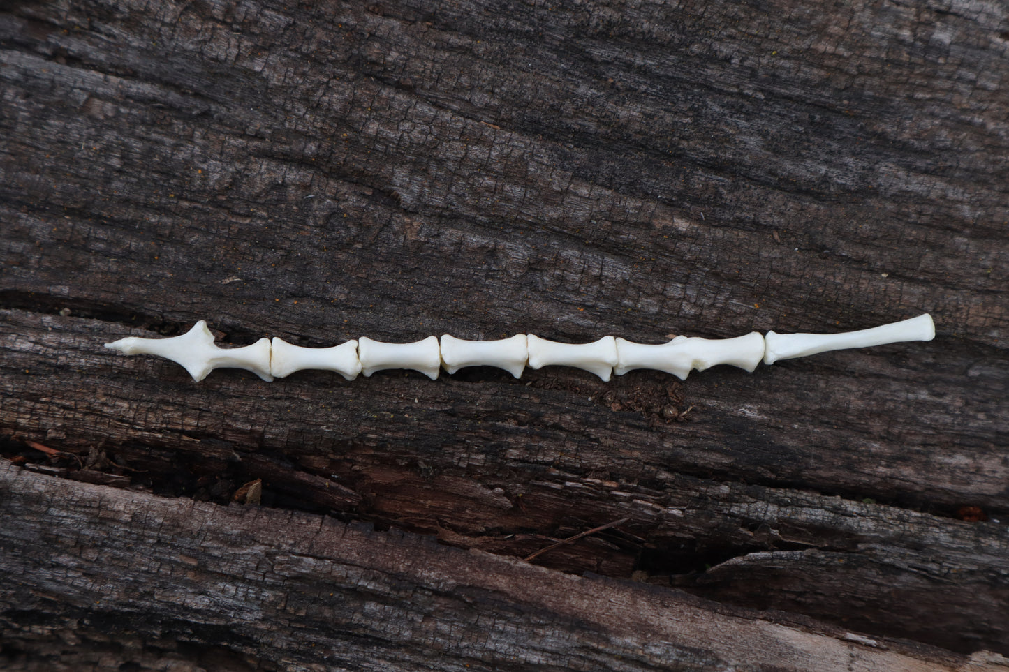 Domestic Cat Sternum Articulation