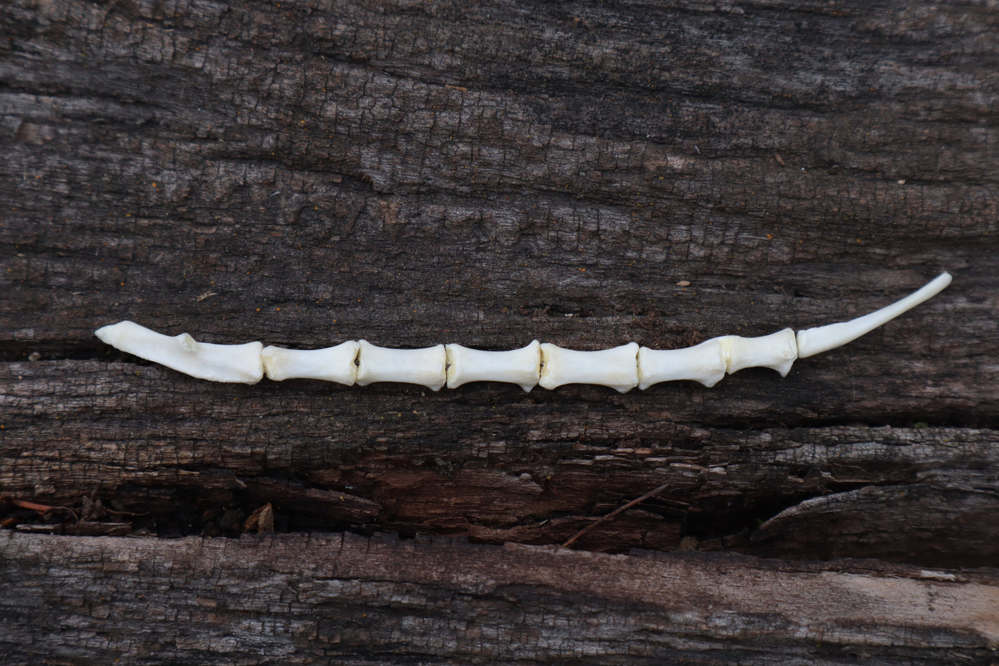 Domestic Cat Sternum Articulation