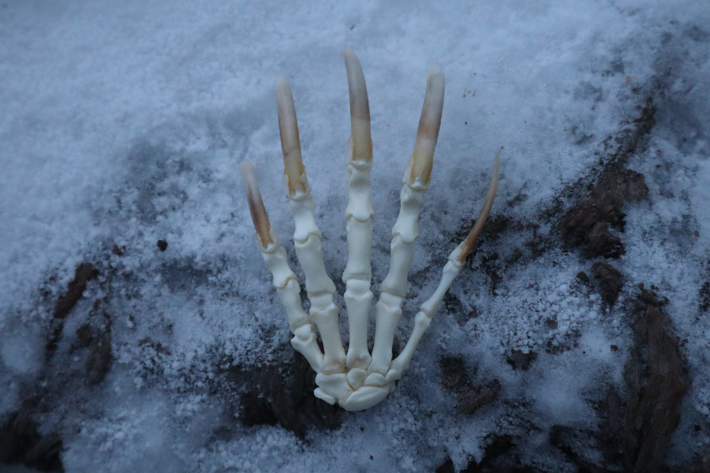 Badger Paw Articulation