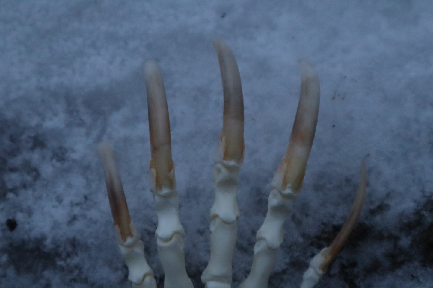 Badger Paw Articulation
