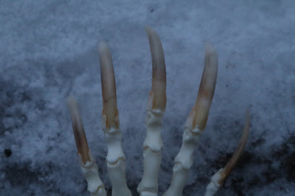 Badger Paw Articulation