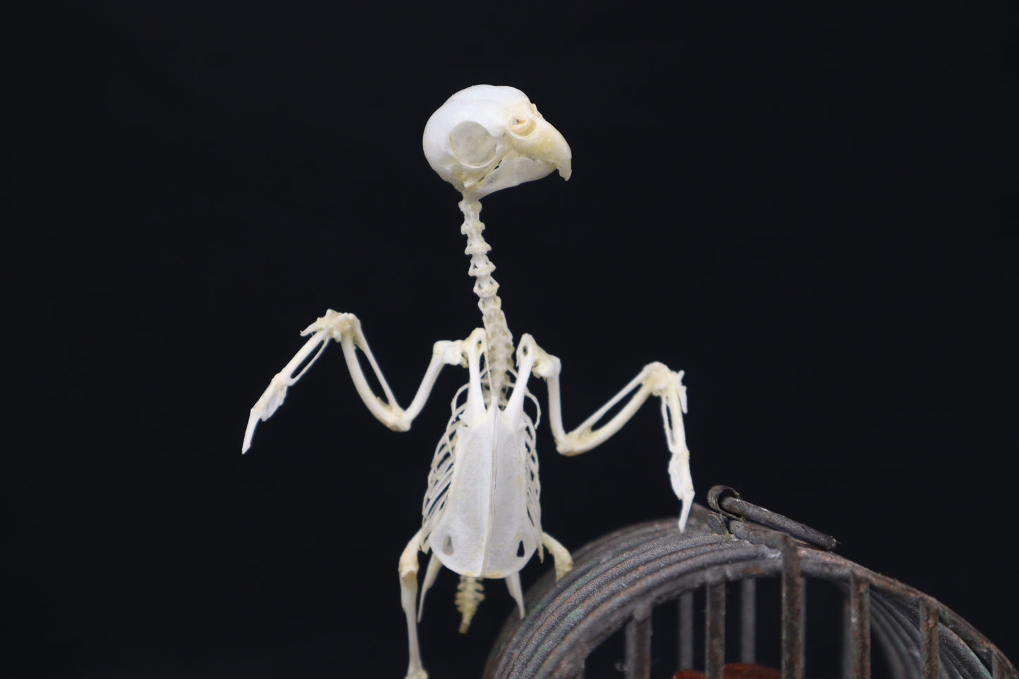 Reserved For Amanda - Boundless - Articulated Budgerigar Sculpture Payment Plan 3 of 4