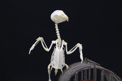 Reserved For Amanda - Boundless - Articulated Budgerigar Sculpture Payment Plan 3 of 4