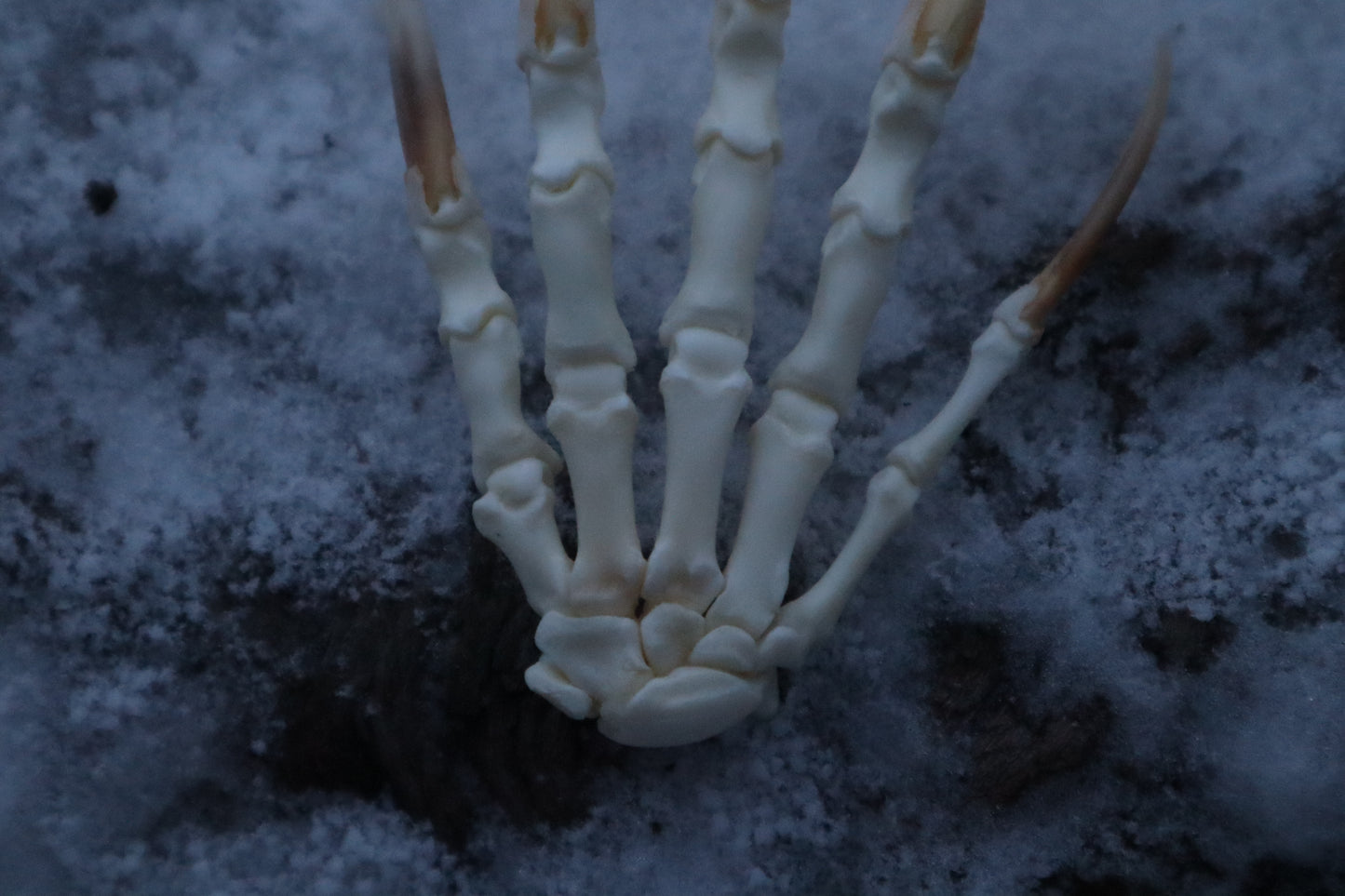 Badger Paw Articulation