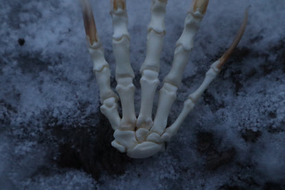 Badger Paw Articulation