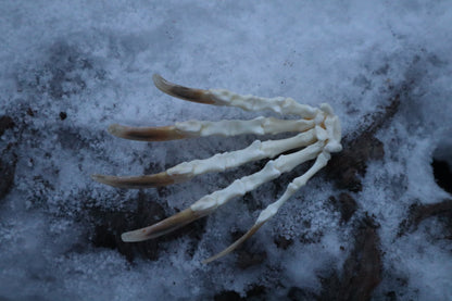 Badger Paw Articulation