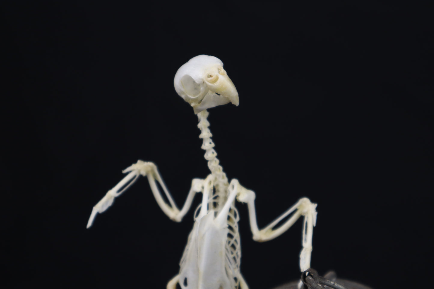 Reserved For Amanda - Boundless - Articulated Budgerigar Sculpture Payment Plan 2 of 4