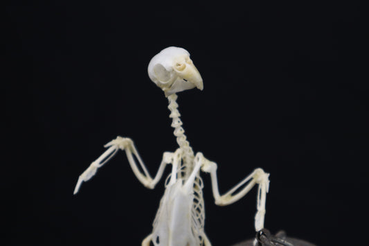 Reserved For Amanda - Boundless - Articulated Budgerigar Sculpture Payment Plan 2 of 4