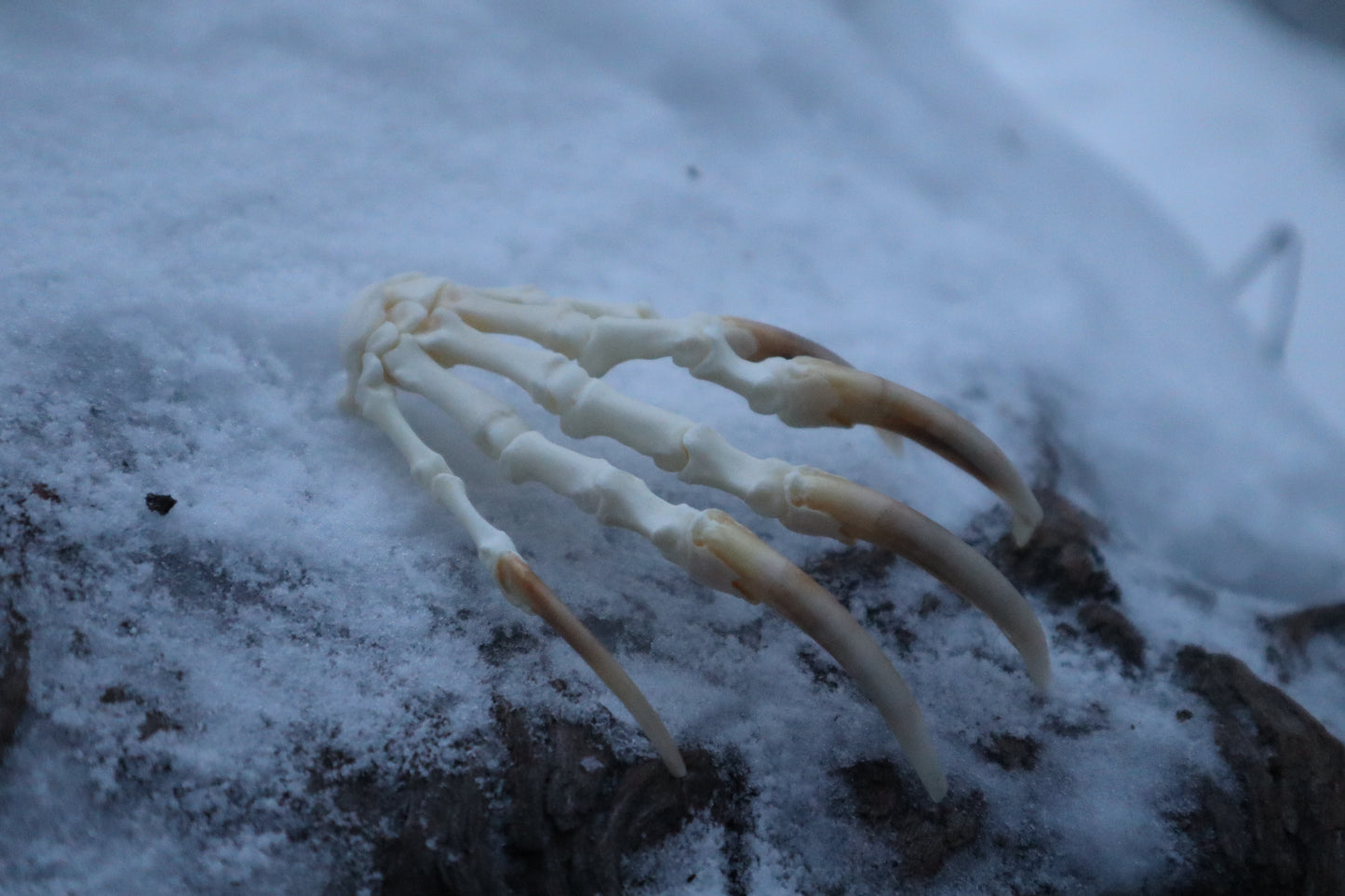 Badger Paw Articulation