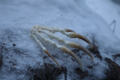 Badger Paw Articulation