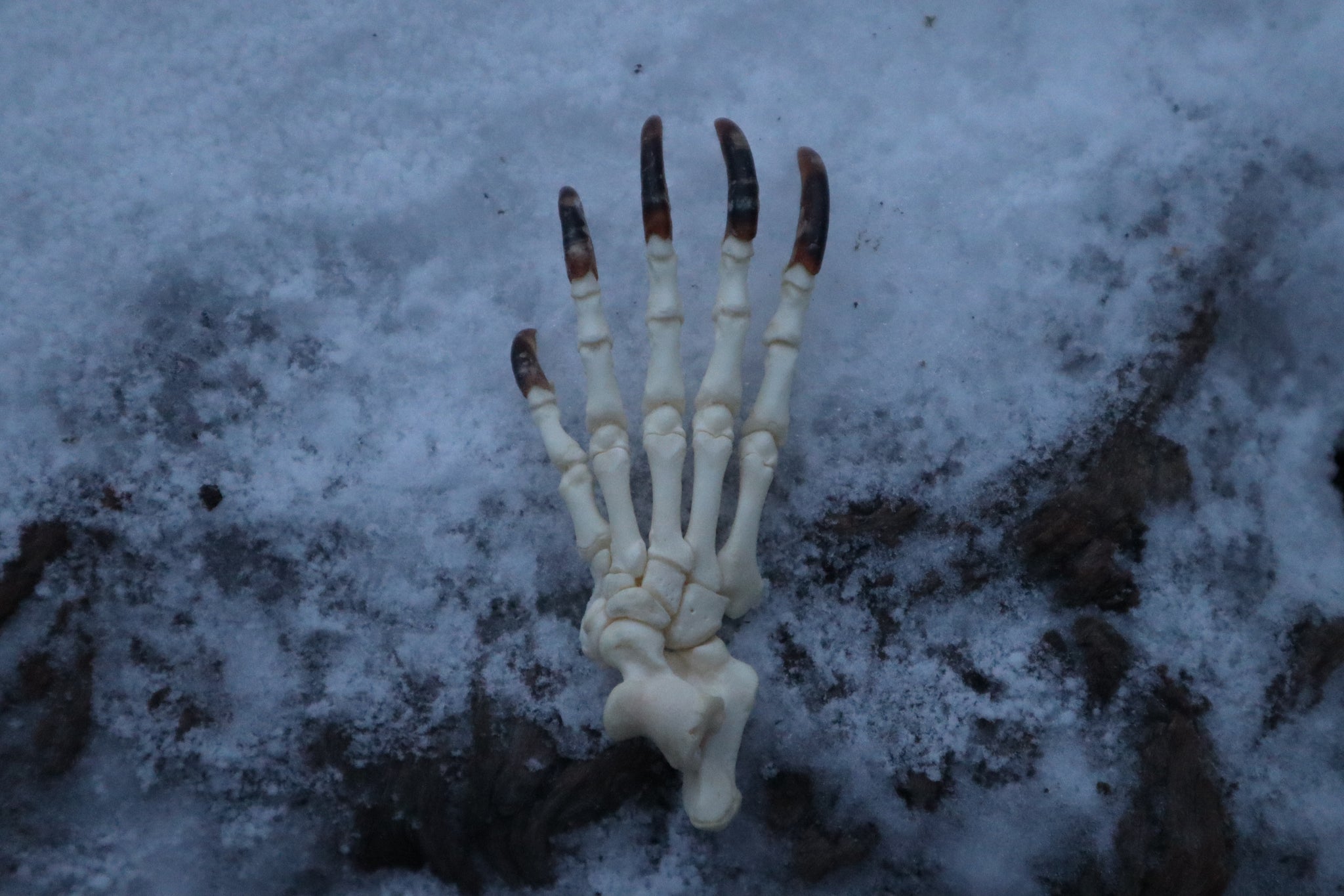 Porcupine Paw Articulation