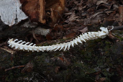 Polydactyl Cat Spinal Column Articulation
