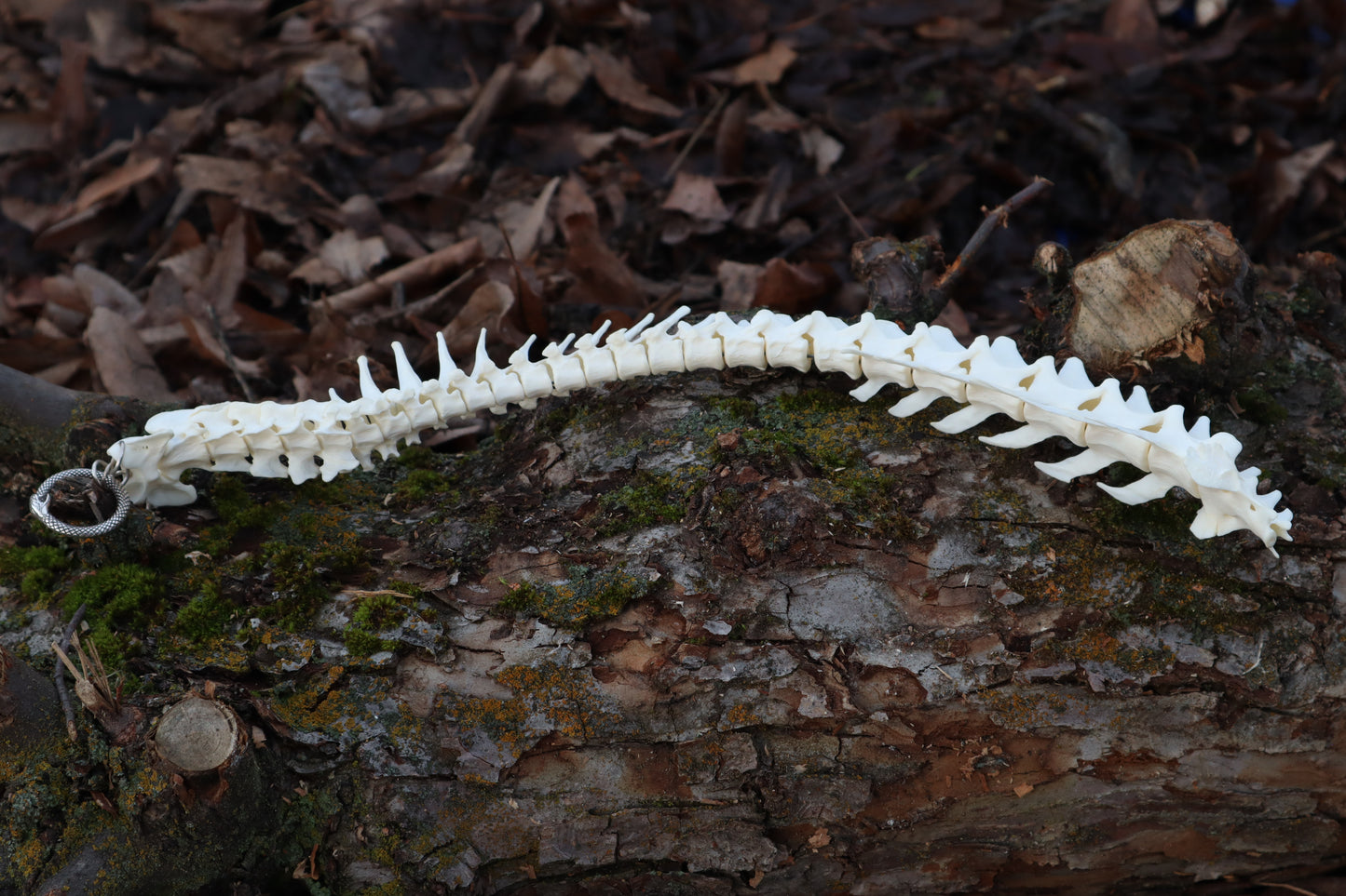 Polydactyl Cat Spinal Column Articulation