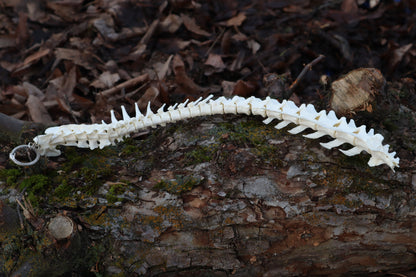 Polydactyl Cat Spinal Column Articulation
