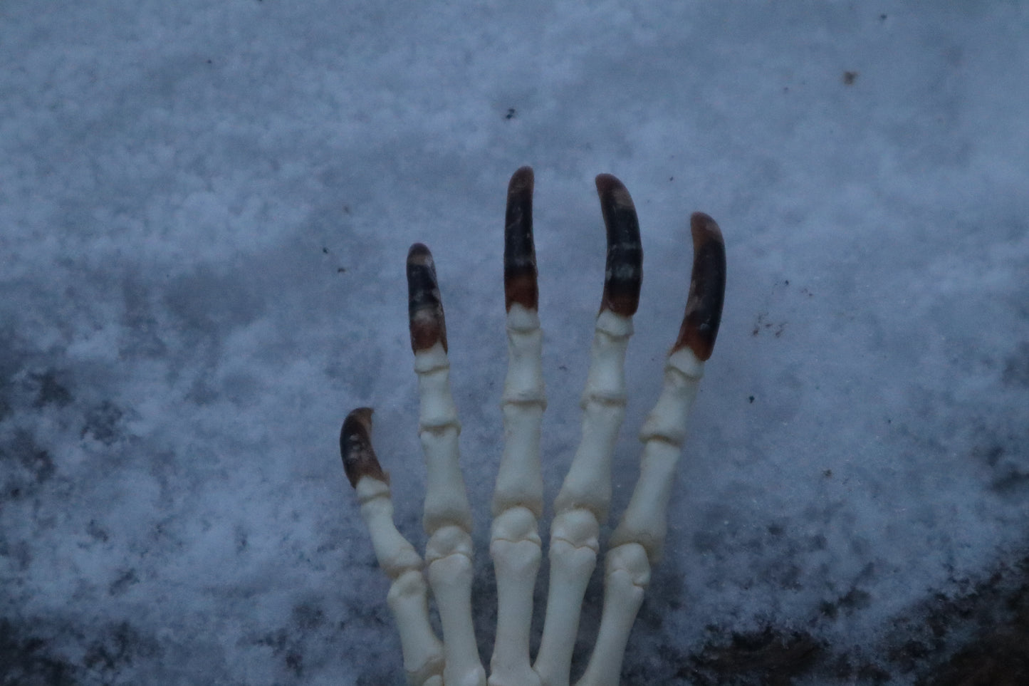Porcupine Paw Articulation