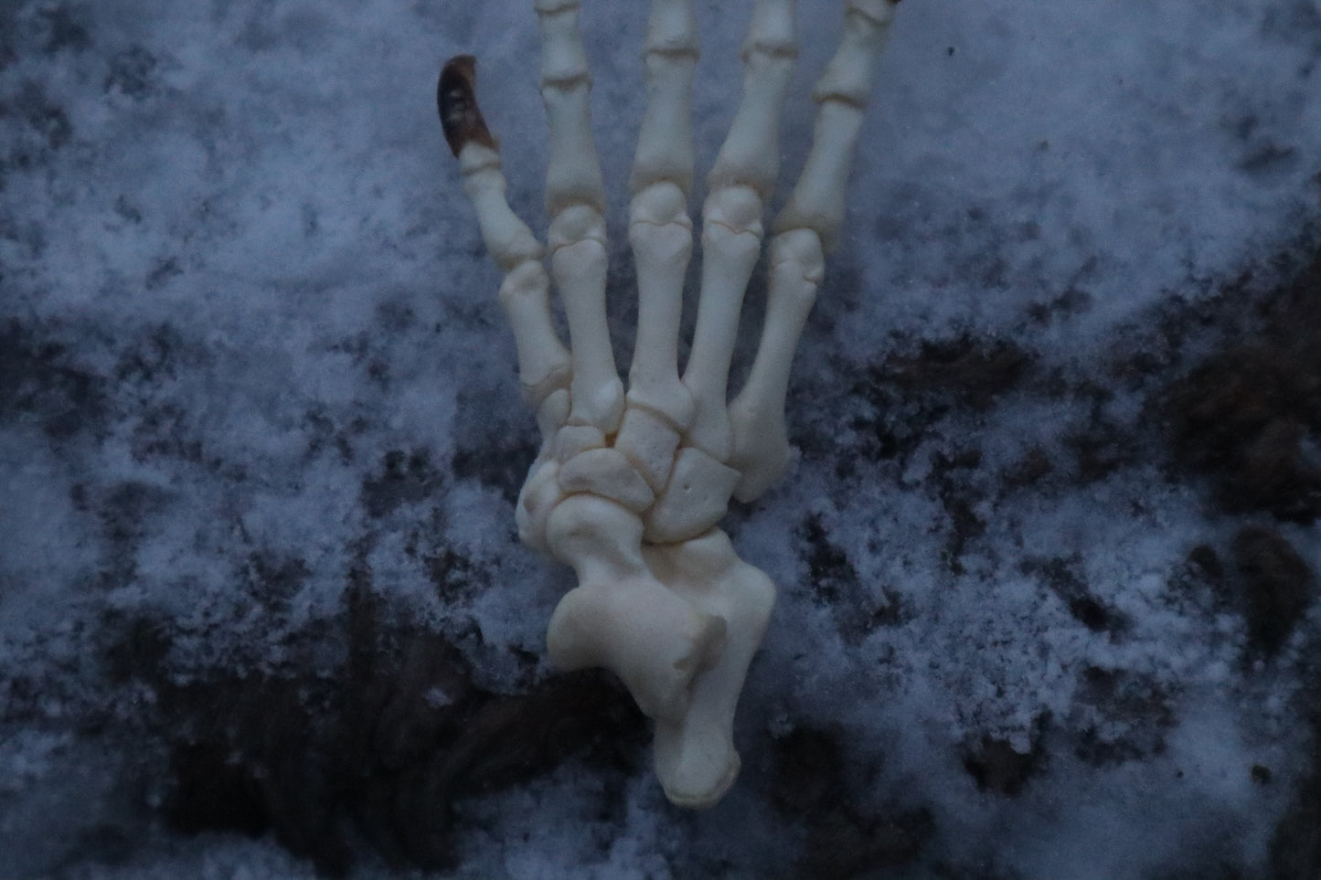 Porcupine Paw Articulation