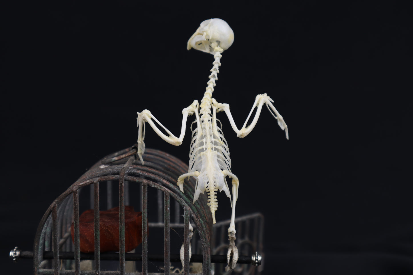 Reserved For Amanda - Boundless - Articulated Budgerigar Sculpture Payment Plan 2 of 4