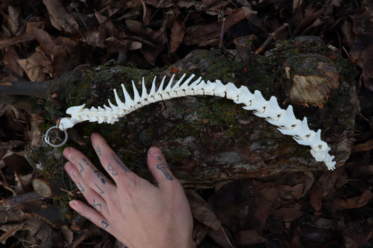 Polydactyl Cat Spinal Column Articulation