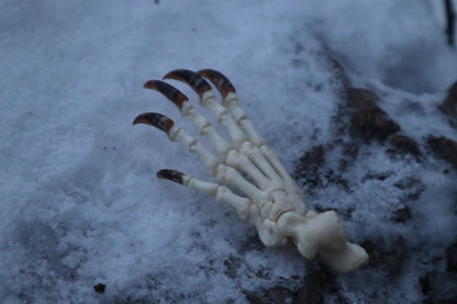 Porcupine Paw Articulation