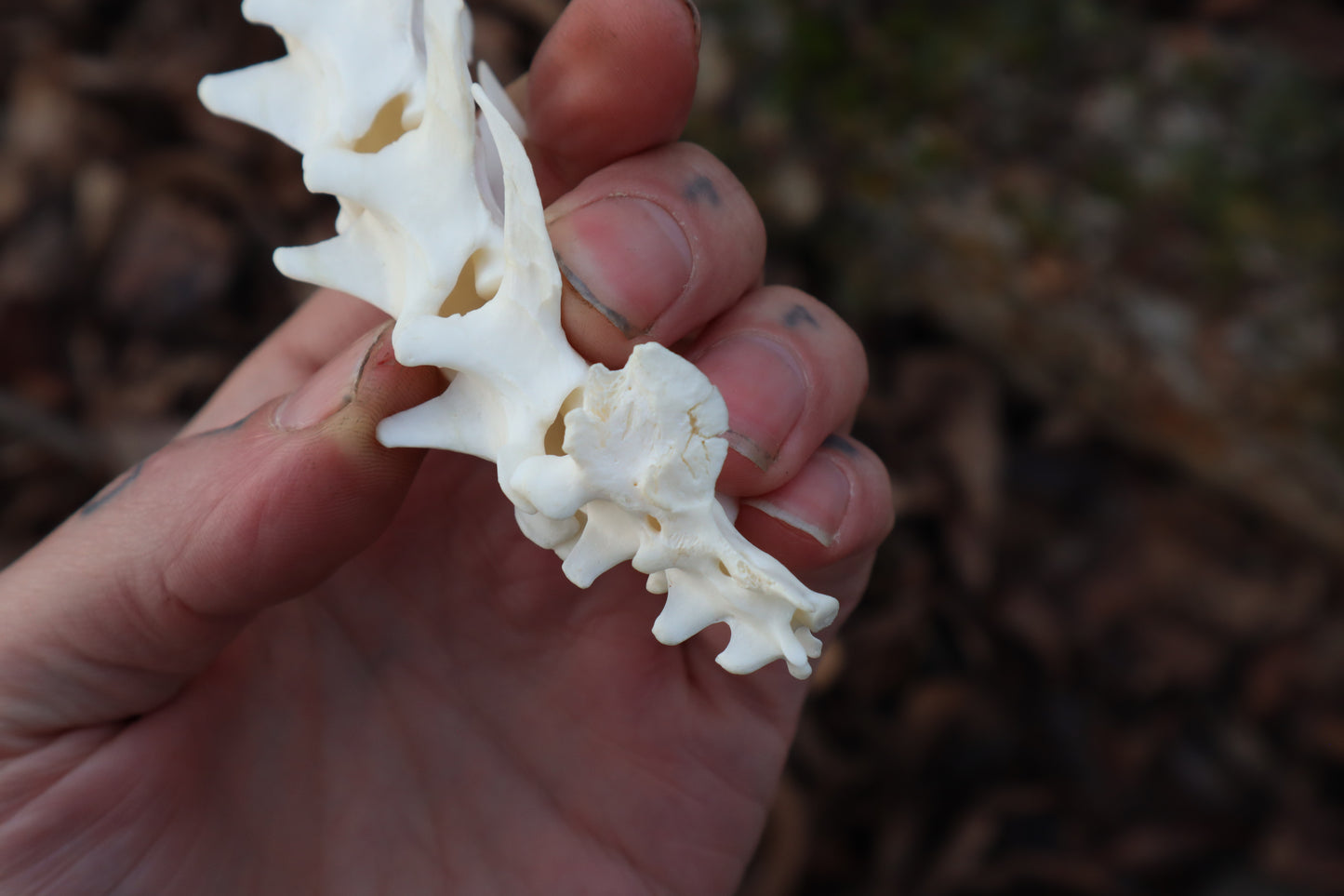 Polydactyl Cat Spinal Column Articulation