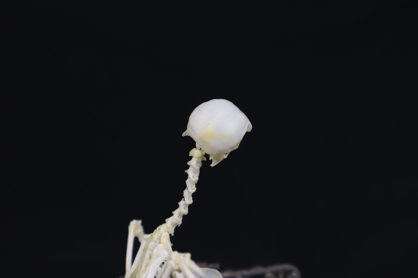 Reserved For Amanda - Boundless - Articulated Budgerigar Sculpture Payment Plan 2 of 4