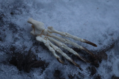 Porcupine Paw Articulation