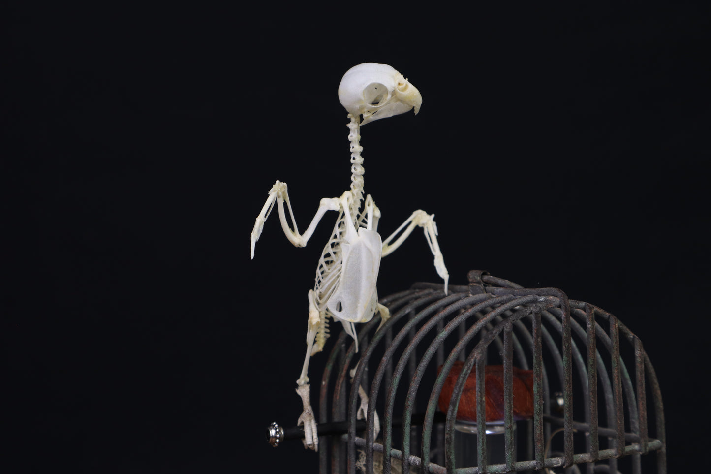Reserved For Amanda - Boundless - Articulated Budgerigar Sculpture Payment Plan 4 of 4