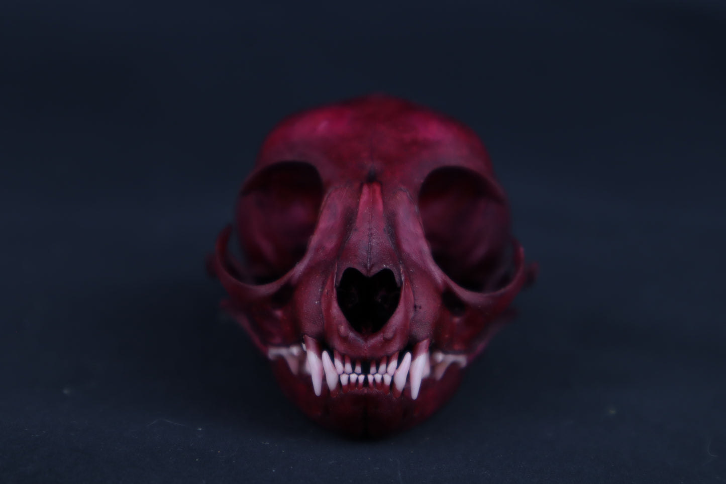 Naturally Stained Kitten Skull