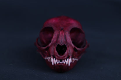 Naturally Stained Kitten Skull