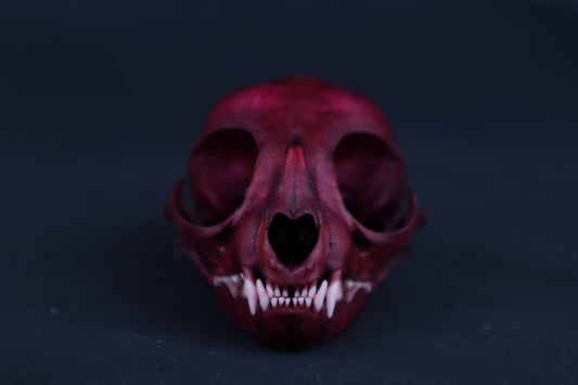 Naturally Stained Kitten Skull